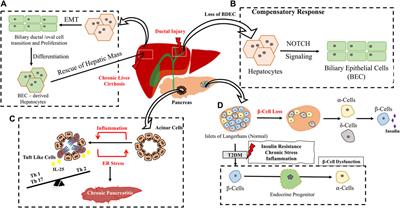 The Yin and Yang of Immunity in Stem Cell Decision Guidance in Tissue Ecologies: An Infection Independent Perspective